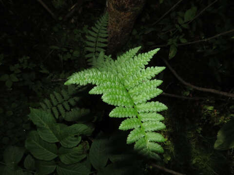 Sivun Dryopteris boottii (Tuckerm.) Underw. kuva