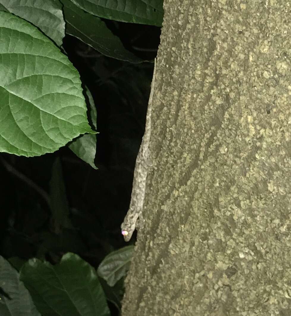 Image of Gray's Chinese Gecko