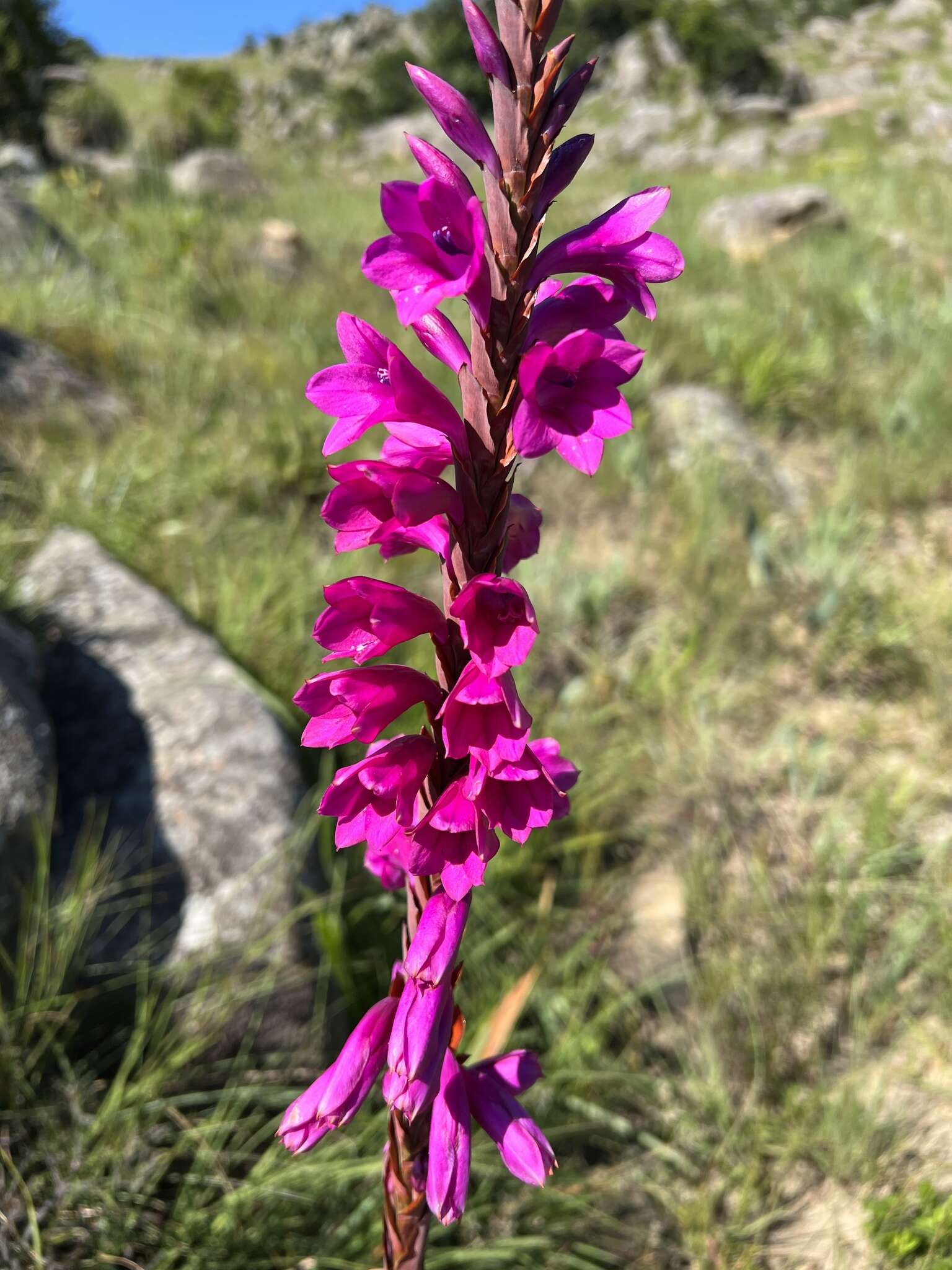 Imagem de Watsonia pulchra N. E. Br. ex Goldblatt