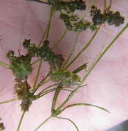 Image of Many-branched Stonewort
