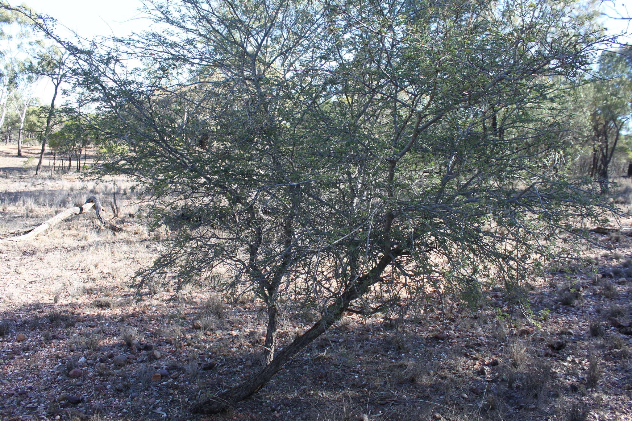 Plancia ëd Archidendropsis basaltica (F. Muell.) I. C. Nielsen