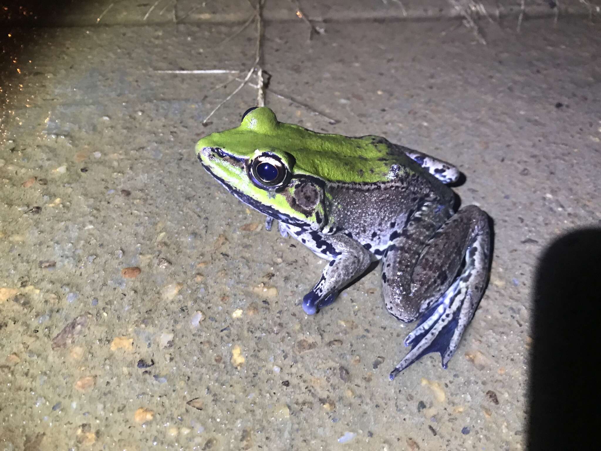 Image of Lithobates palmipes (Spix 1824)