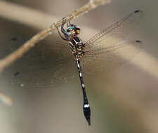 Image of Jade-striped Sylph