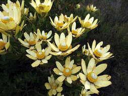 Plancia ëd Leucadendron strobilinum (L.) Druce