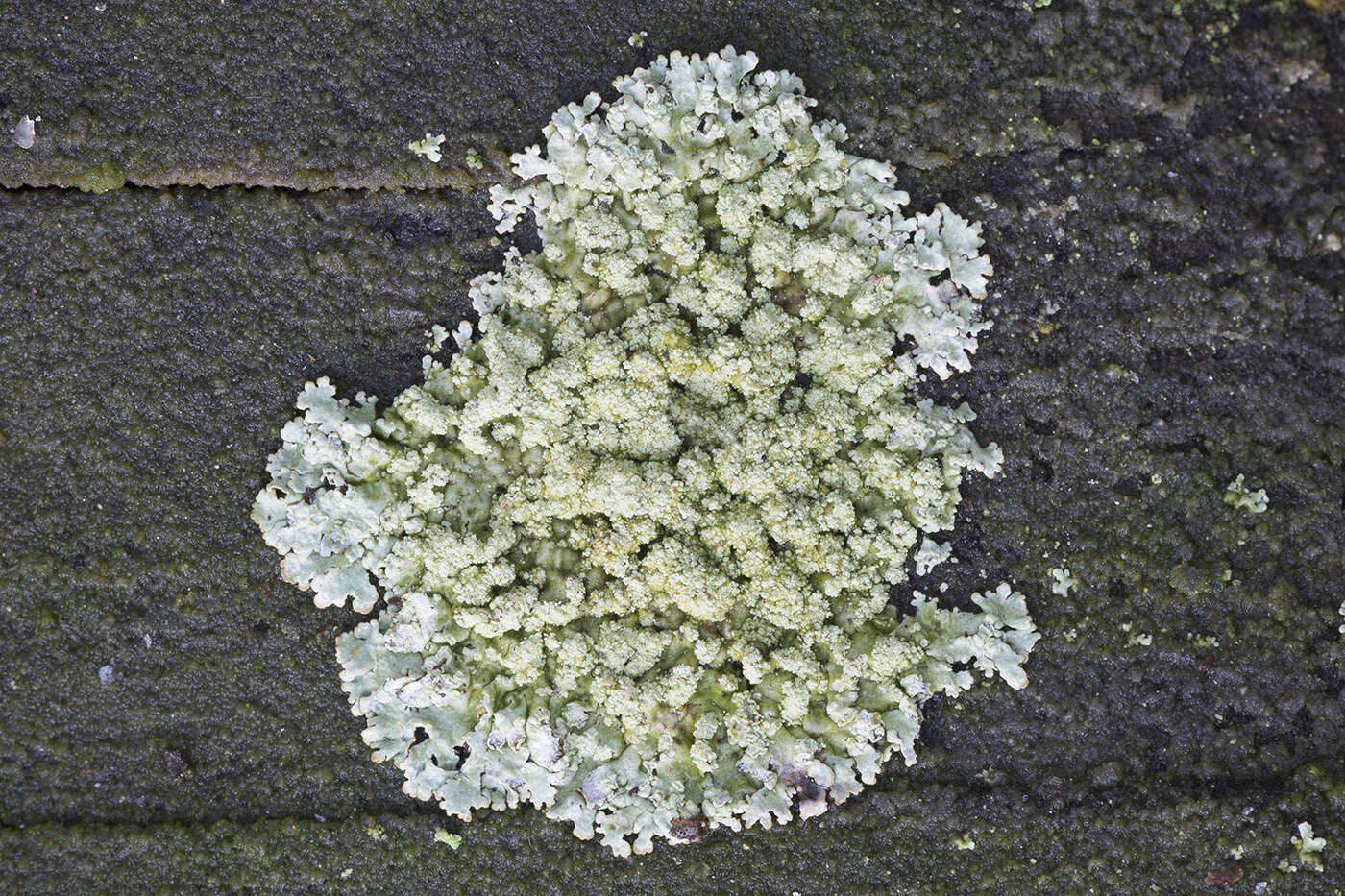 Image of bran lichen