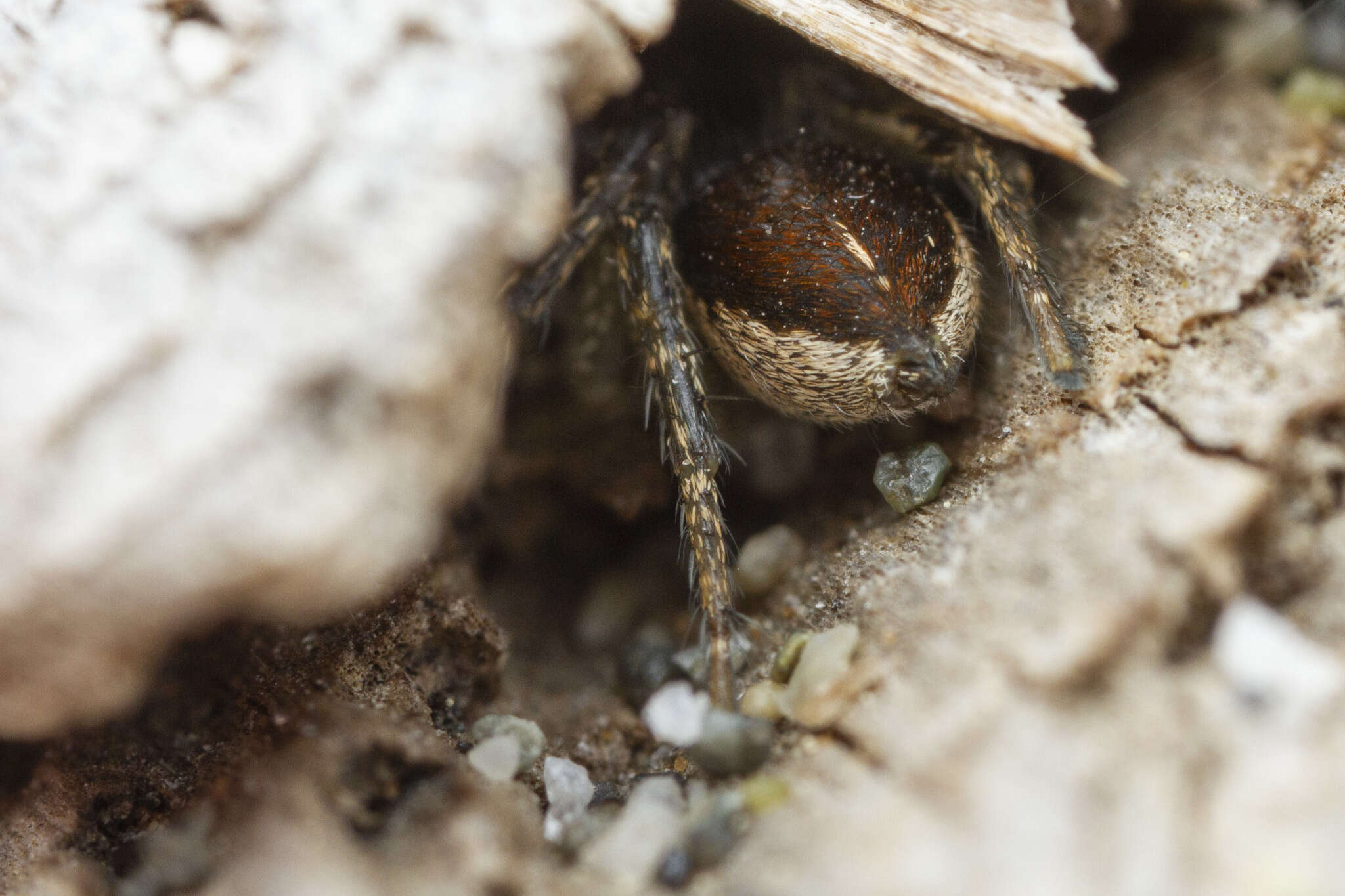 Image of Habronattus ophrys Griswold 1987