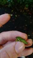 Image of April green cicada