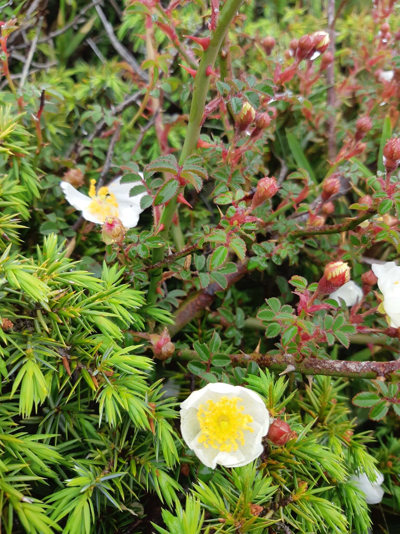 صورة Rosa transmorrisonensis Hayata