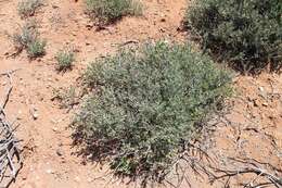 Image of Baconbush