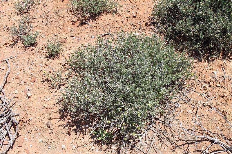 Image of Baconbush