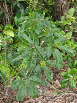 Image of Vitex waterlotii Danguy