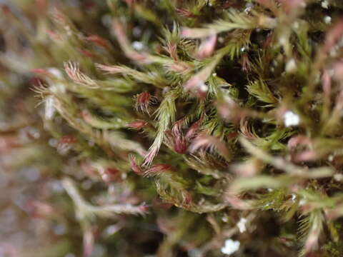 Image of intricate orthothecium moss