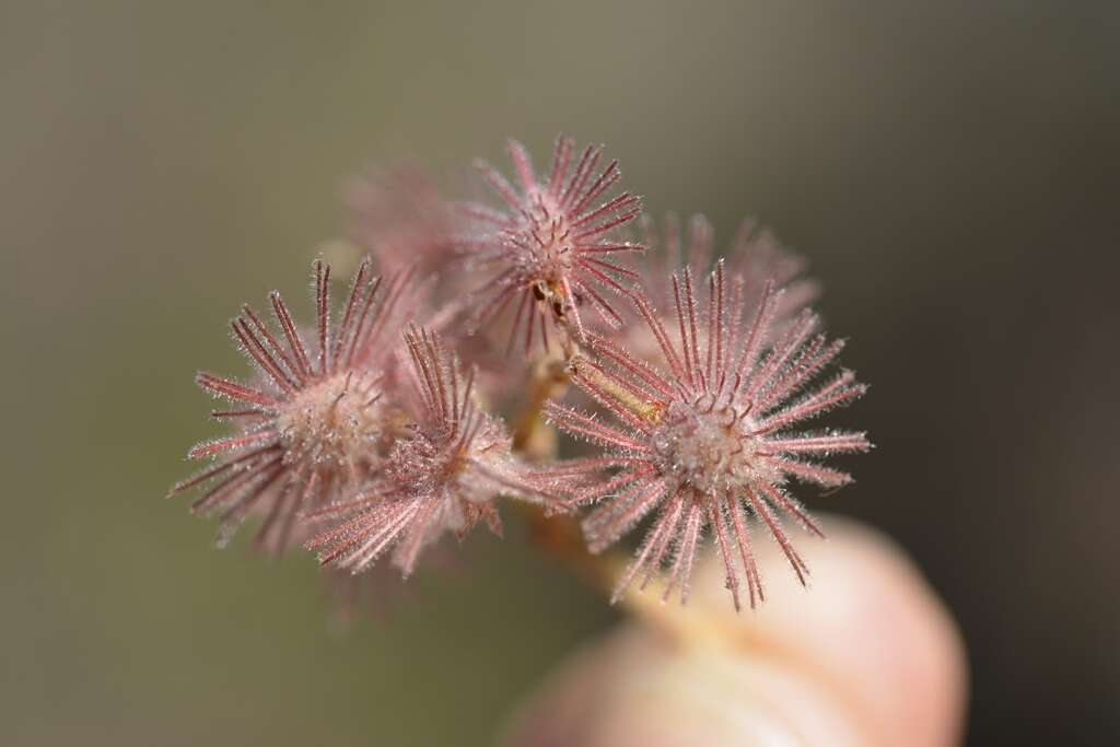 Heliocarpus terebinthinaceus (DC.) Hochr.的圖片