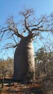 Image of Fony baobab