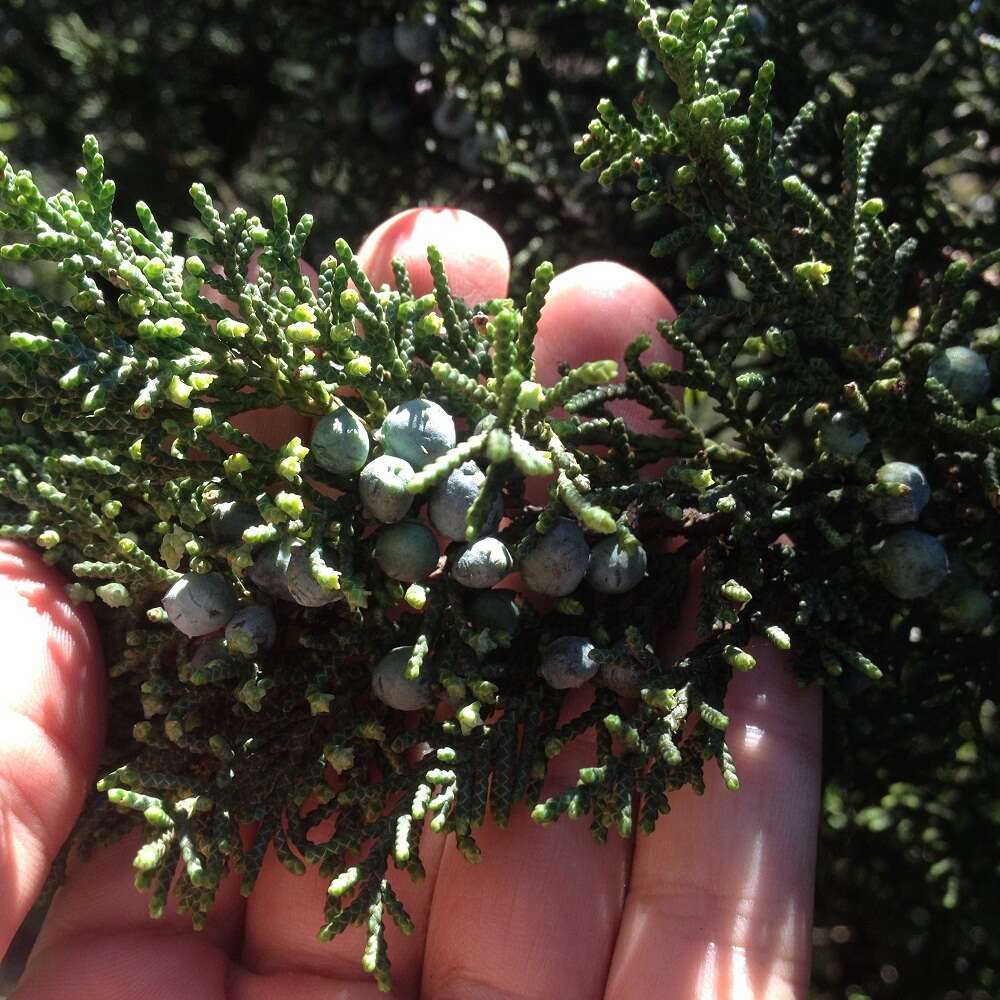 Слика од <i>Juniperus <i>monticola</i></i> f. monticola