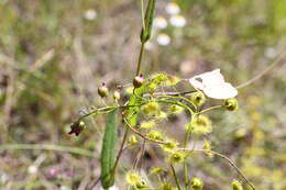 Image of Drosera stricticaulis (Diels) O. H. Sargent