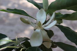 Image of Magnolia pacifica Vazquez