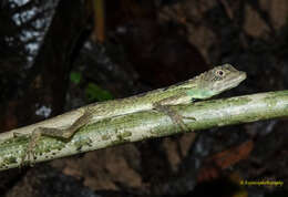 Image of Green Fan-throated lizard