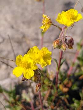 Image of Helianthemum italicum (L.) Pers.