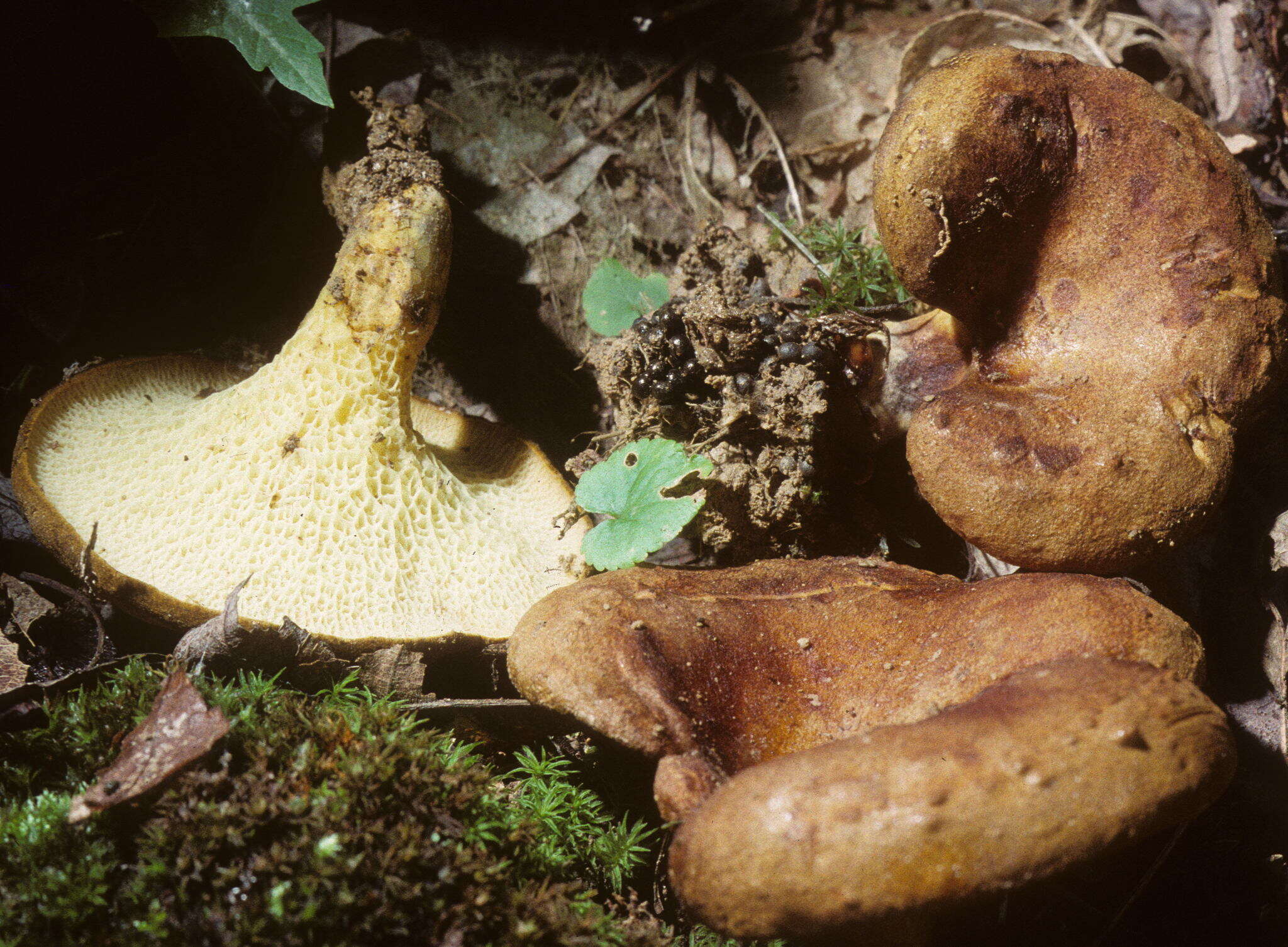 Sivun Boletinellus merulioides (Schwein.) Murrill 1909 kuva