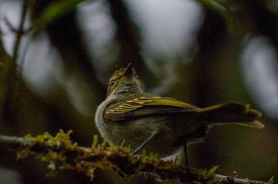 Image of Choco Tyrannulet