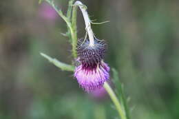 Image de Cirsium pendulum Fisch. ex DC.