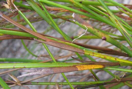 Image of Platycaulos cascadensis (Pillans) H. P. Linder