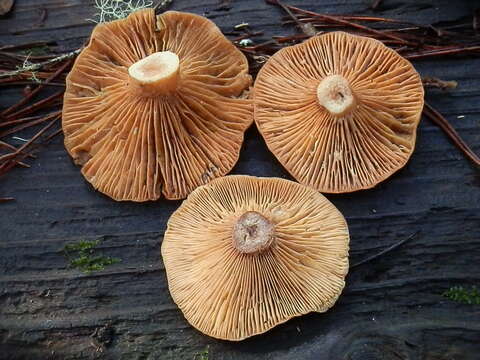 Image of Rufous Milkcap