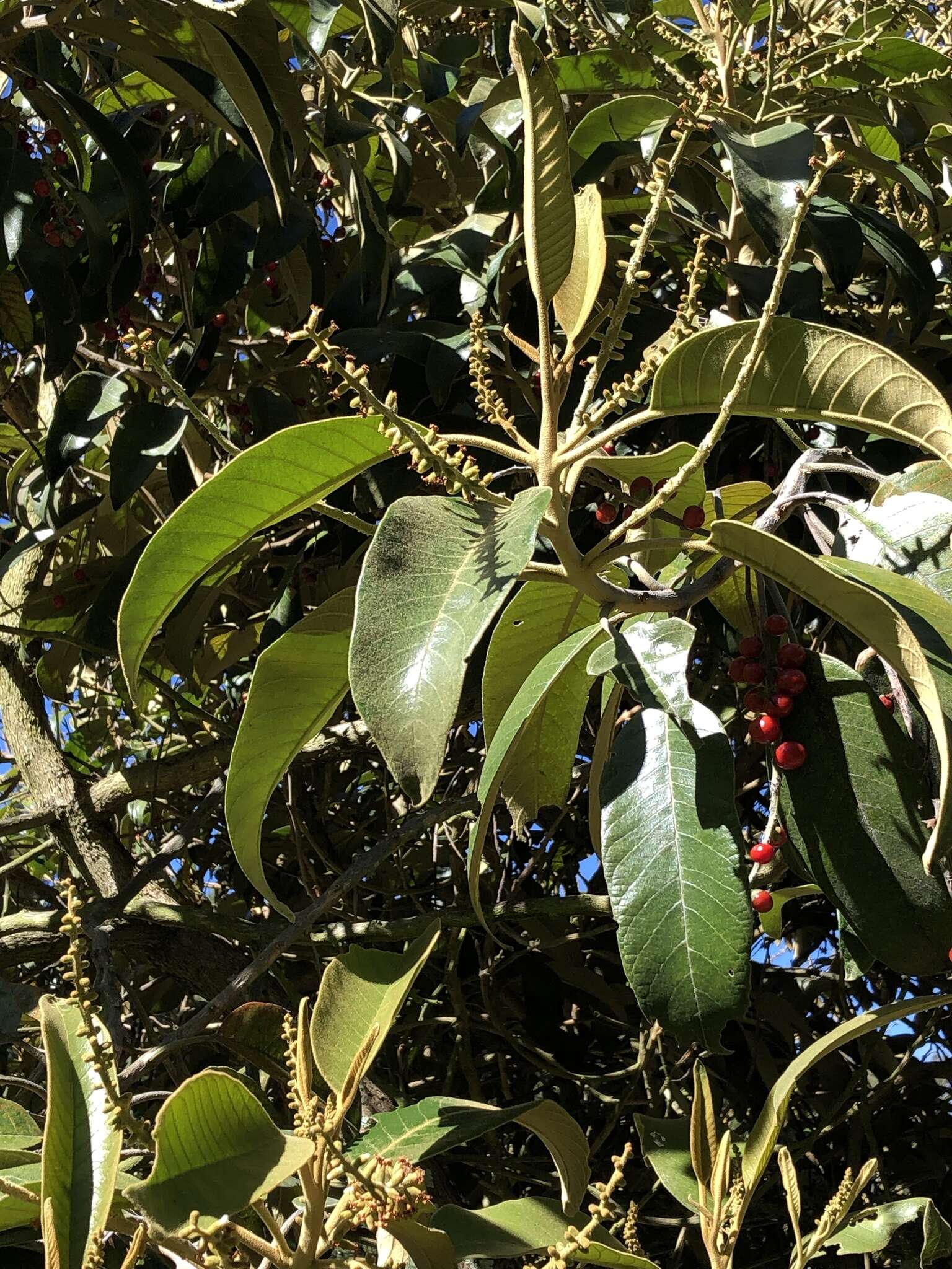 Plancia ëd Citharexylum subflavescens S. F. Blake