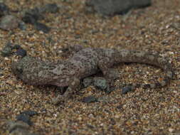 Image of South American Leaf-toed Gecko