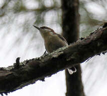 Image of Brown-headed Nuthatch