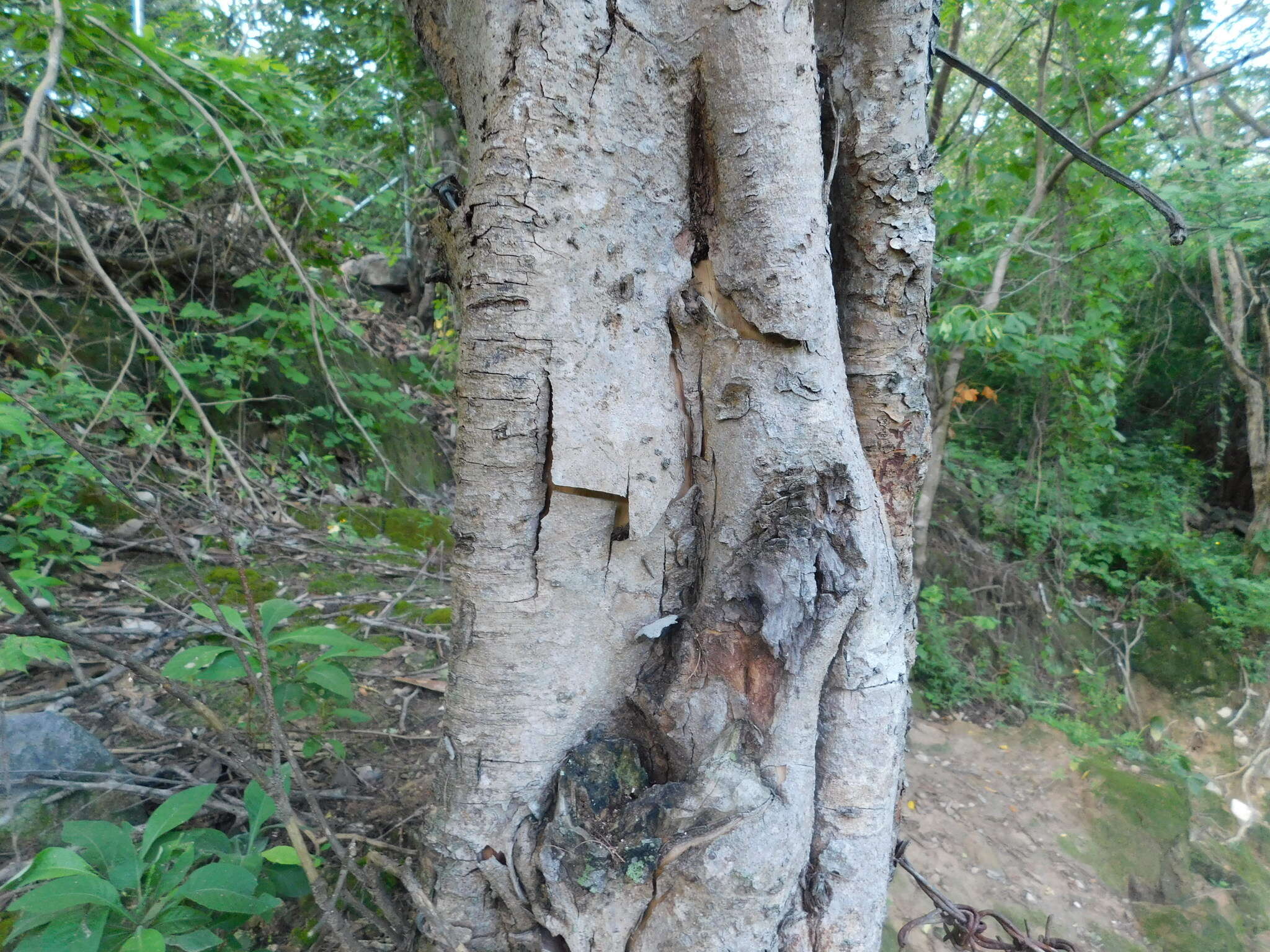 صورة Lasiocarpus salicifolius Liebm.