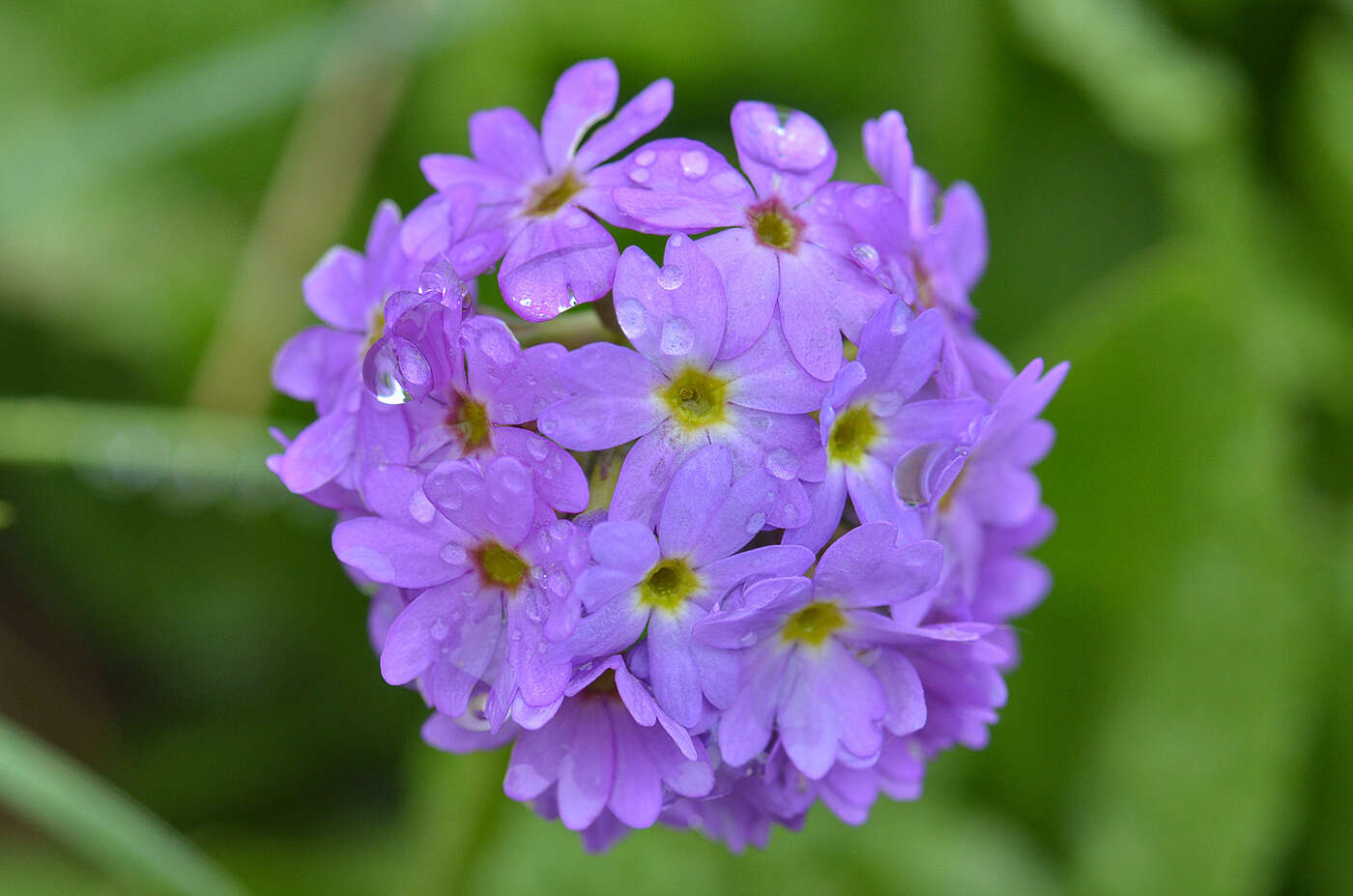 Imagem de Primula auriculata Lam.