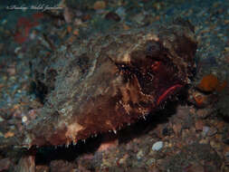 Image of Redbellied batfish