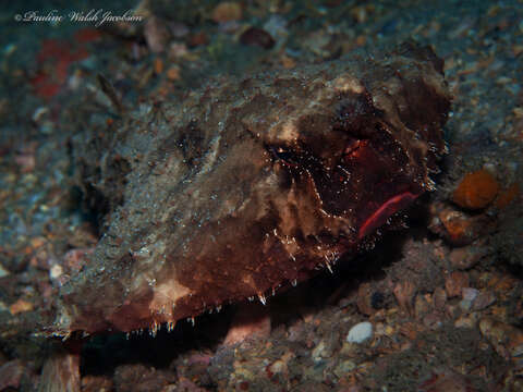 Image of Redbellied batfish