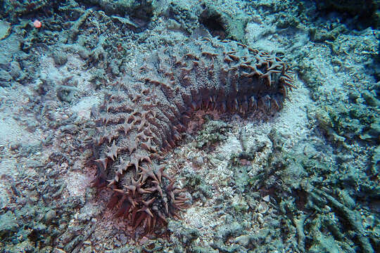 Image de Concombre de mer épineux