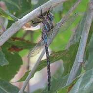 Image of Riffle Darner