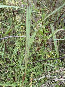 Image of Warty Panic Grass