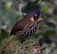 Image of Crescent-chested antpitta