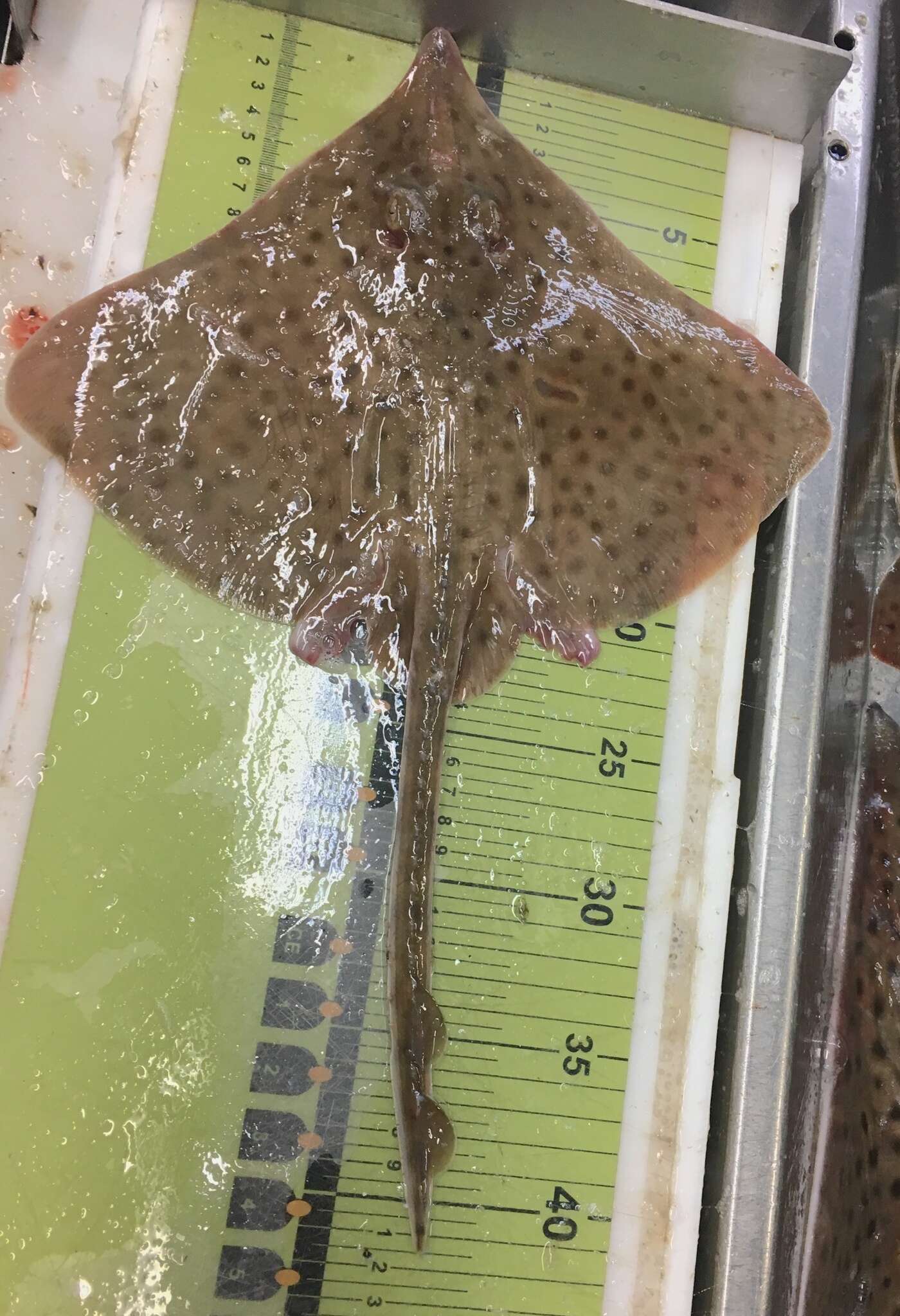 Image of Barndoor Skate