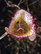 Calochortus fimbriatus H. P. McDonald resmi