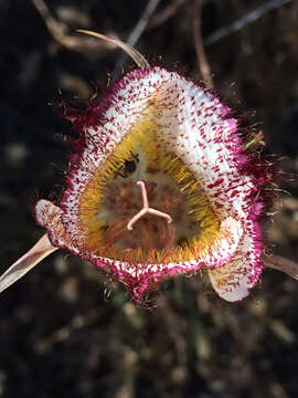 Calochortus fimbriatus H. P. McDonald resmi