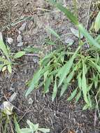 Image of sulphur penstemon