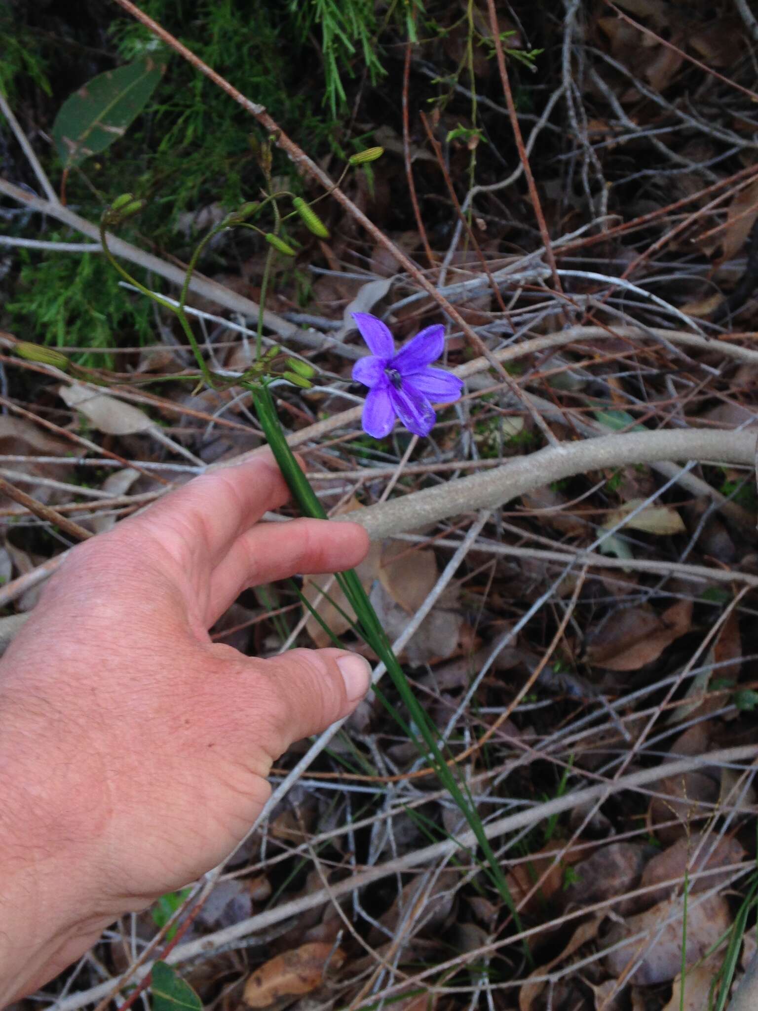 Image of Agrostocrinum hirsutum (Lindl.) Keighery