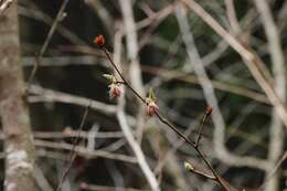 صورة Euptelea polyandra Siebold & Zucc.