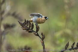 Image of Cinnamon Tanager