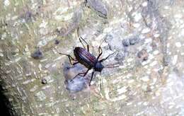 Image of Darkling beetle