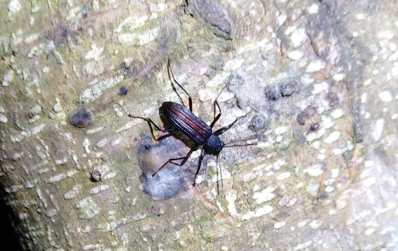 Image of Darkling beetle