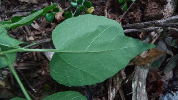 Image of Mallotus oppositifolius (Geiseler) Müll. Arg.