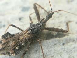 Image of Assassin bug